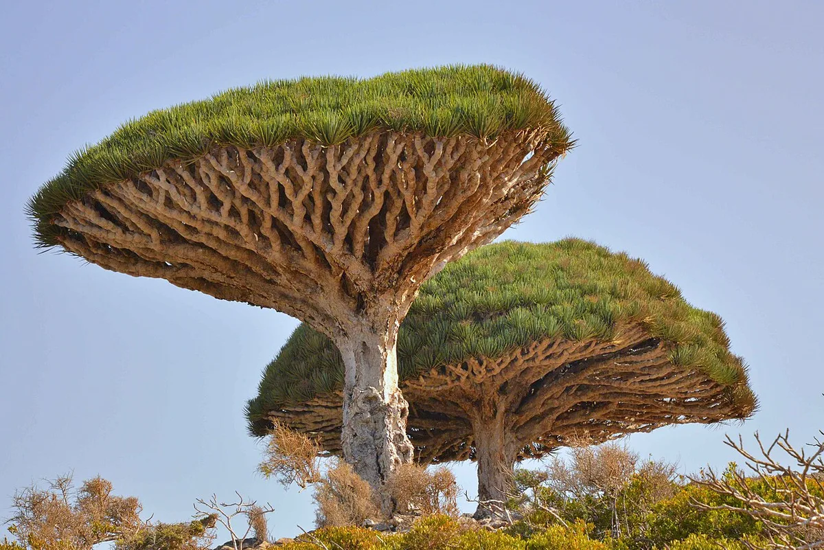 Socotra
